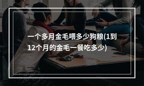 一个多月金毛喂多少狗粮(1到12个月的金毛一餐吃多少)