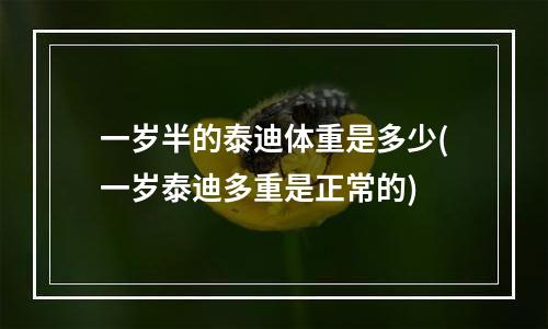 一岁半的泰迪体重是多少(一岁泰迪多重是正常的)