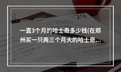 一直3个月的哈士奇多少钱(在郑州买一只两三个月大的哈士奇，大概要多少钱？)