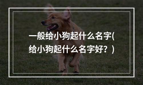 一般给小狗起什么名字(给小狗起什么名字好？)