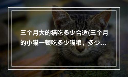 三个月大的猫吃多少合适(三个月的小猫一顿吃多少猫粮，多少粒合适)