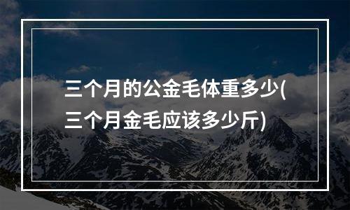 三个月的公金毛体重多少(三个月金毛应该多少斤)