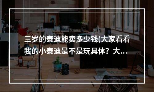 三岁的泰迪能卖多少钱(大家看看我的小泰迪是不是玩具体？大概值多少钱呢？)