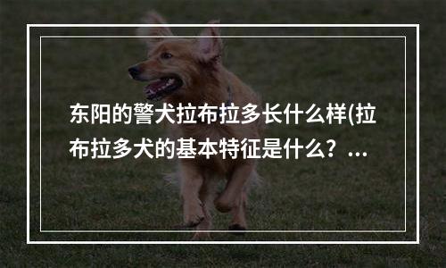 东阳的警犬拉布拉多长什么样(拉布拉多犬的基本特征是什么？)