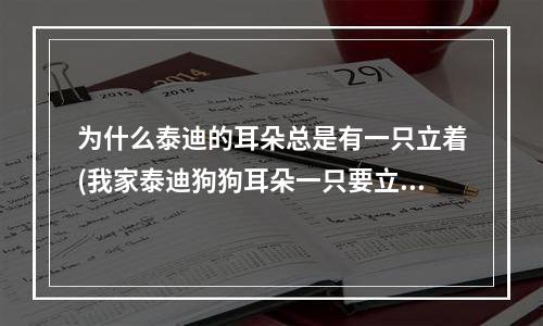 为什么泰迪的耳朵总是有一只立着(我家泰迪狗狗耳朵一只要立起来怎么办)