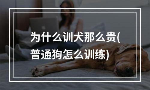 为什么训犬那么贵(普通狗怎么训练)