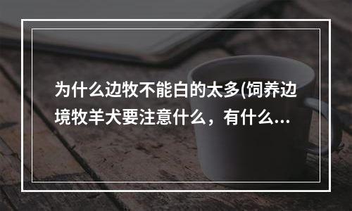 为什么边牧不能白的太多(饲养边境牧羊犬要注意什么，有什么方法技巧？)