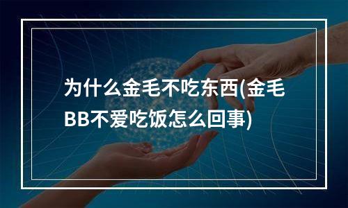 为什么金毛不吃东西(金毛BB不爱吃饭怎么回事)