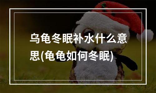 乌龟冬眠补水什么意思(龟龟如何冬眠)