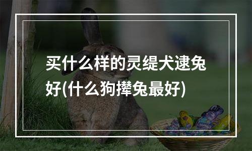 买什么样的灵缇犬逮兔好(什么狗撵兔最好)