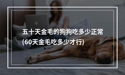 五十天金毛的狗狗吃多少正常(60天金毛吃多少才行)