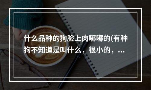 什么品种的狗脸上肉嘟嘟的(有种狗不知道是叫什么，很小的，大概20厘米吧，毛茸茸的，很可爱，感觉肥嘟嘟的，有谁知道是什么品种吗？)