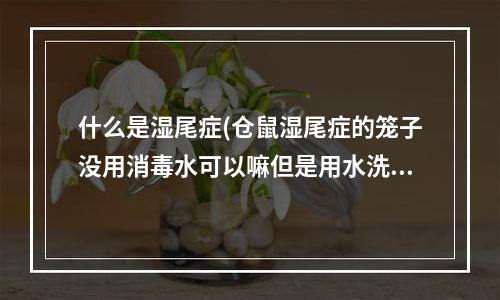 什么是湿尾症(仓鼠湿尾症的笼子没用消毒水可以嘛但是用水洗了太阳晒了)