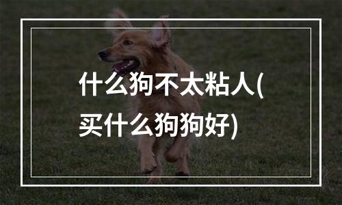 什么狗不太粘人(买什么狗狗好)