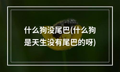 什么狗没尾巴(什么狗是天生没有尾巴的呀)