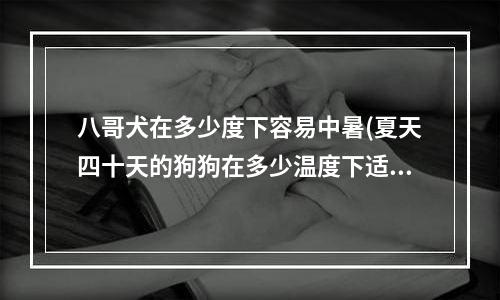 八哥犬在多少度下容易中暑(夏天四十天的狗狗在多少温度下适当)