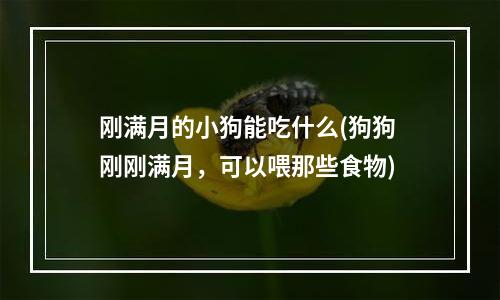 刚满月的小狗能吃什么(狗狗 刚刚满月，可以喂那些食物)