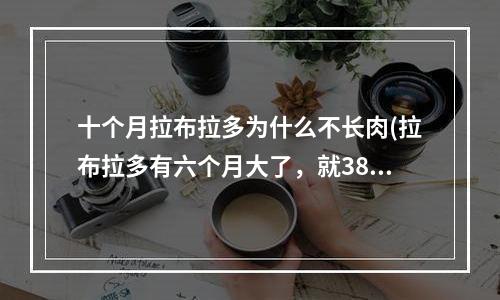 十个月拉布拉多为什么不长肉(拉布拉多有六个月大了，就38斤，长不胖为什么呀，驱虫了！)