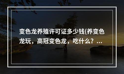 变色龙养殖许可证多少钱(养变色龙玩，高冠变色龙，吃什么？怎么养？多少钱？顺便说说最便宜的变色龙是什么？多少钱？吃什么？怎么)