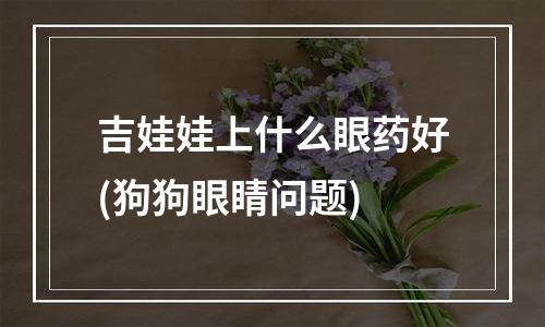 吉娃娃上什么眼药好(狗狗眼睛问题)