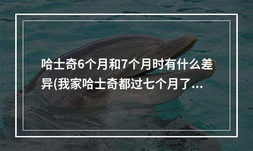 哈士奇6个月和7个月时有什么差异(我家哈士奇都过七个月了体型怎么还是和五六个月的哈哈体型差不多啊 我都急死了 ！！来过月经了 很瘦)