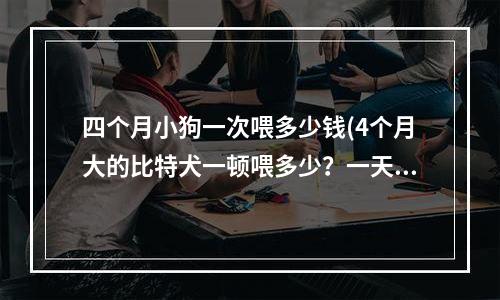 四个月小狗一次喂多少钱(4个月大的比特犬一顿喂多少？一天喂几次？)