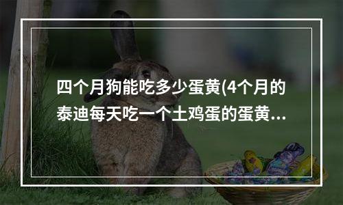 四个月狗能吃多少蛋黄(4个月的泰迪每天吃一个土鸡蛋的蛋黄，是不是多了？)