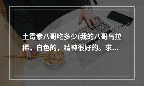 土霉素八哥吃多少(我的八哥鸟拉稀，白色的，精神很好的。求大侠告诉我咋办？不要复制的答案)