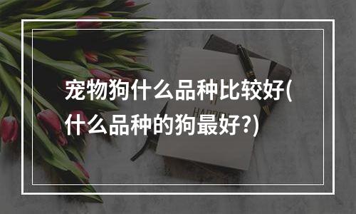 宠物狗什么品种比较好(什么品种的狗最好?)