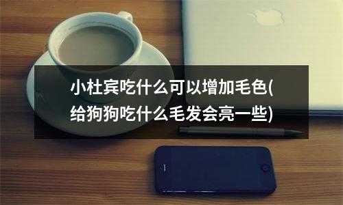 小杜宾吃什么可以增加毛色(给狗狗吃什么毛发会亮一些)