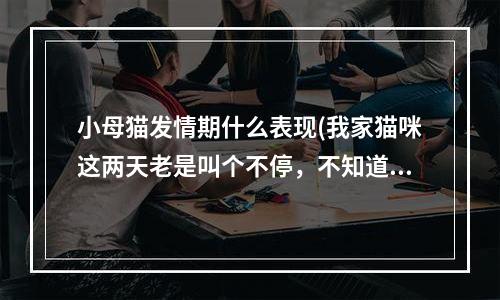 小母猫发情期什么表现(我家猫咪这两天老是叫个不停，不知道是不是发情了，母猫发春具体情况，母猫发春具体样子是什么呢？？)