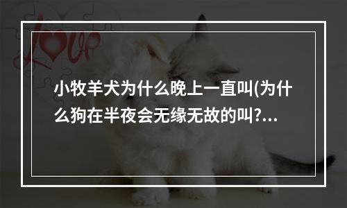 小牧羊犬为什么晚上一直叫(为什么狗在半夜会无缘无故的叫?)