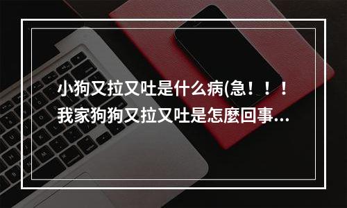 小狗又拉又吐是什么病(急！！！我家狗狗又拉又吐是怎麼回事)