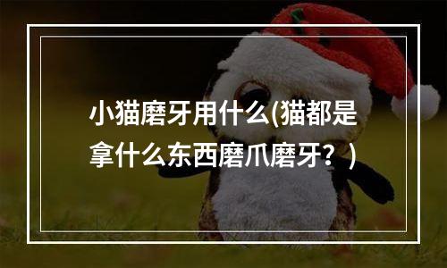 小猫磨牙用什么(猫都是拿什么东西磨爪磨牙？)