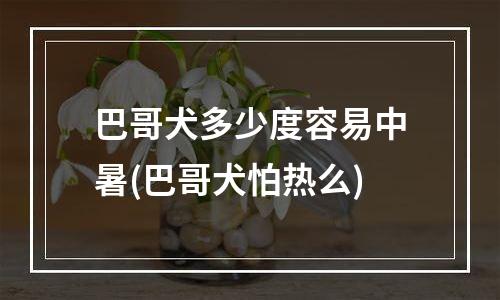 巴哥犬多少度容易中暑(巴哥犬怕热么)