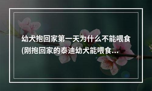 幼犬抱回家第一天为什么不能喂食(刚抱回家的泰迪幼犬能喂食么？三个月大...)