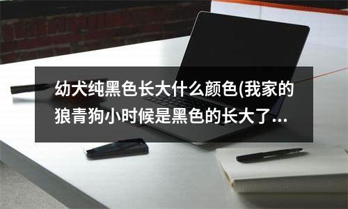 幼犬纯黑色长大什么颜色(我家的狼青狗小时候是黑色的长大了变成啥颜色)