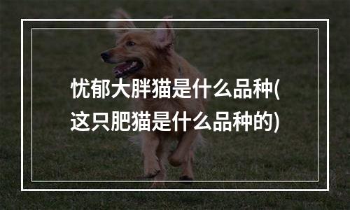 忧郁大胖猫是什么品种(这只肥猫是什么品种的)