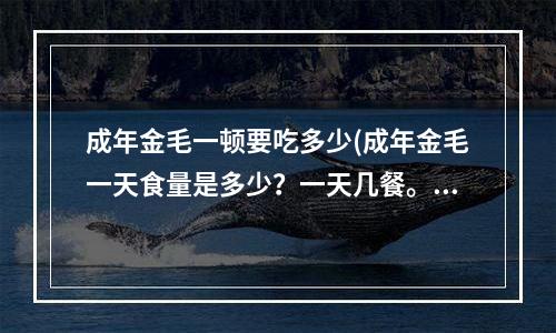 成年金毛一顿要吃多少(成年金毛一天食量是多少？一天几餐。专业人士回答)