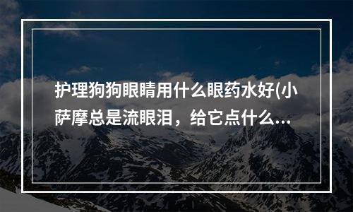 护理狗狗眼睛用什么眼药水好(小萨摩总是流眼泪，给它点什么眼药水好呢？)