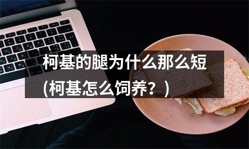 柯基的腿为什么那么短(柯基怎么饲养？)