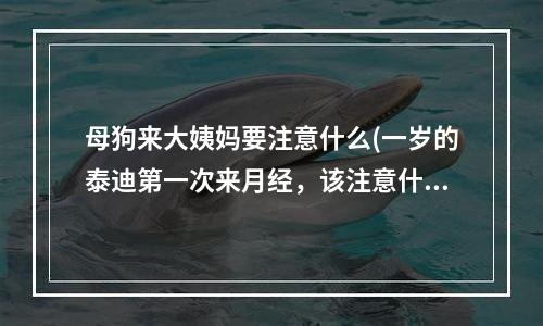 母狗来大姨妈要注意什么(一岁的泰迪第一次来月经，该注意什么？该帮她准备什么？（饮食和玩耍和外出）)