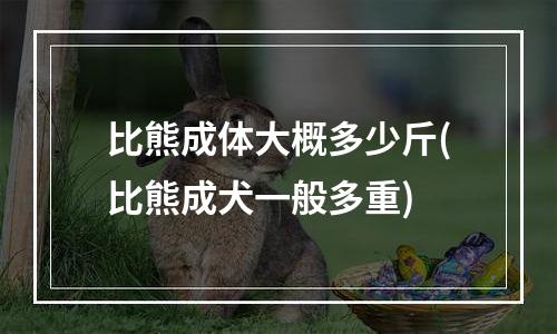 比熊成体大概多少斤(比熊成犬一般多重)