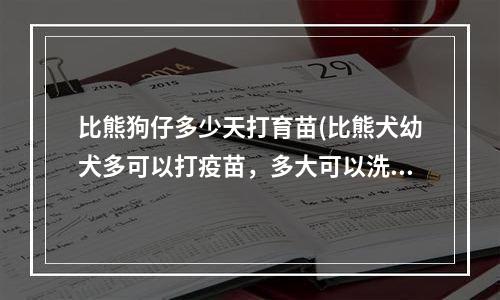 比熊狗仔多少天打育苗(比熊犬幼犬多可以打疫苗，多大可以洗澡？)