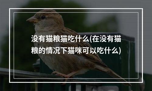 没有猫粮猫吃什么(在没有猫粮的情况下猫咪可以吃什么)