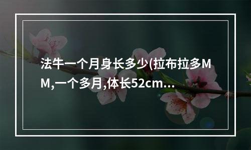 法牛一个月身长多少(拉布拉多MM,一个多月,体长52cm重4.3斤,这个数字似乎有点不对啊,有没有知道的,指点指点吧)