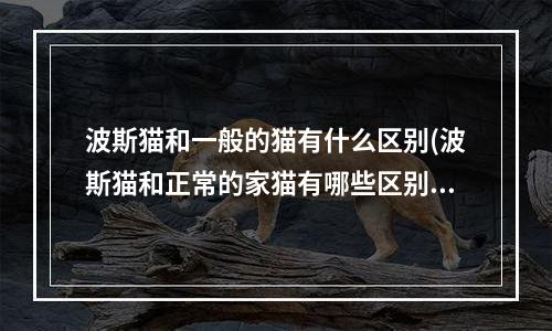 波斯猫和一般的猫有什么区别(波斯猫和正常的家猫有哪些区别？波斯猫有雪白色的吗？)