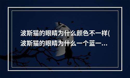 波斯猫的眼睛为什么颜色不一样(波斯猫的眼睛为什么一个蓝一个黄)