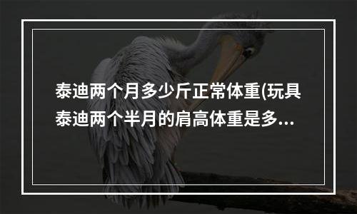 泰迪两个月多少斤正常体重(玩具泰迪两个半月的肩高体重是多少)