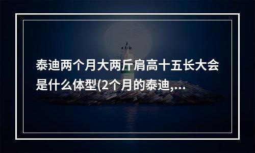 泰迪两个月大两斤肩高十五长大会是什么体型(2个月的泰迪,2斤6两,肩高11-12CM.体形合适么个人猜测是玩具和迷你配的,大家觉得呢?)